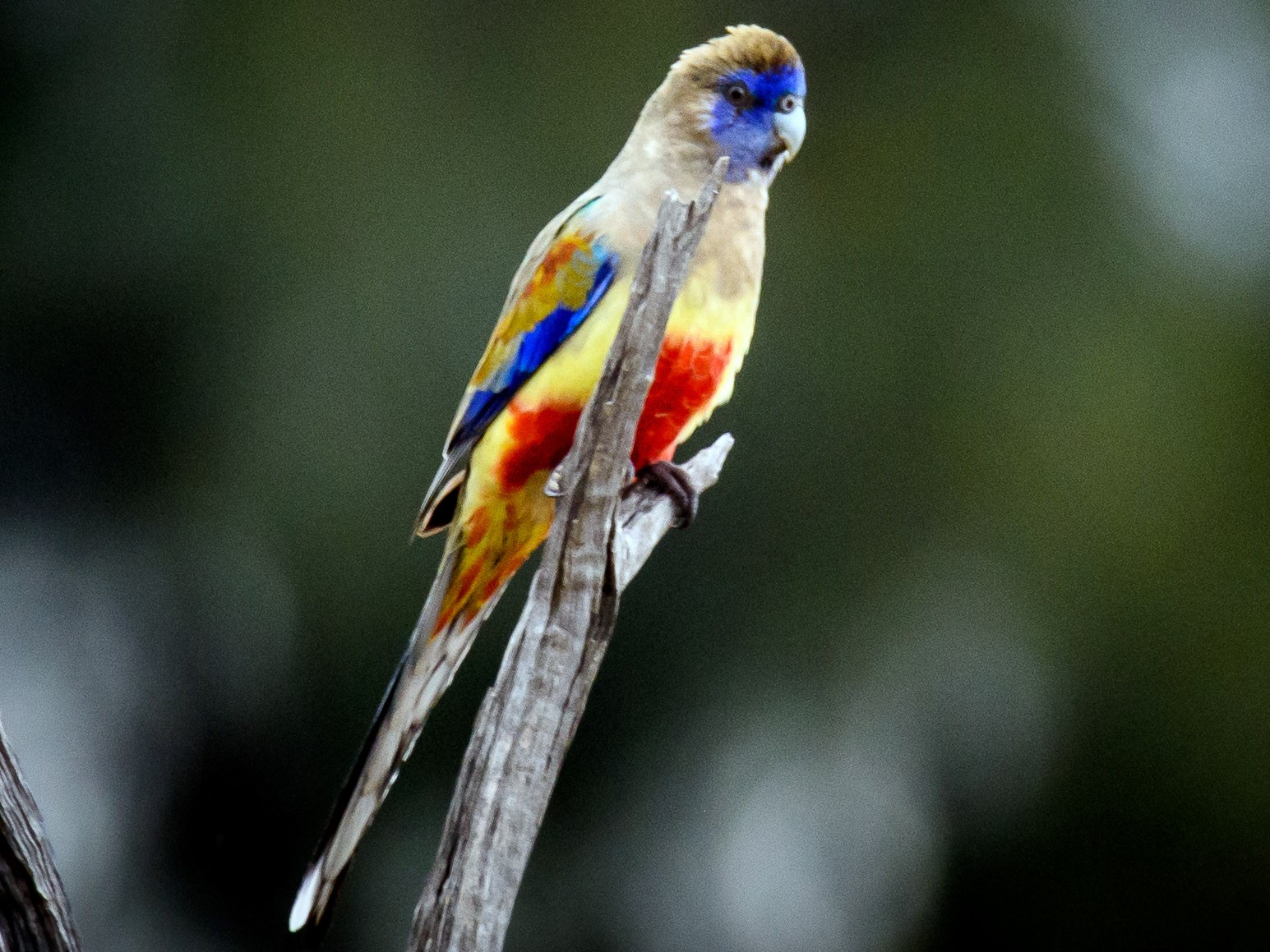 ハナガサインコ Ebird