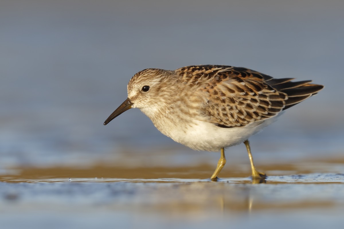 Least Sandpiper