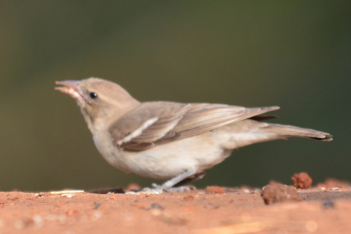 Yellow-throated Sparrow - Renuka Vijayaraghavan