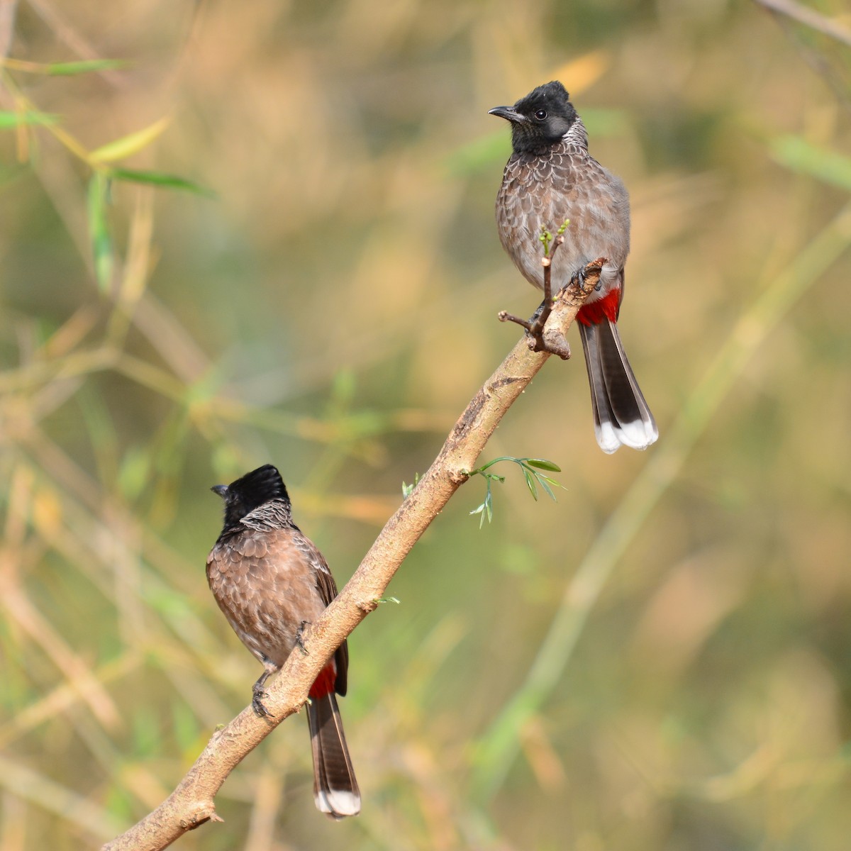 Red-vented Bulbul - ML173155111
