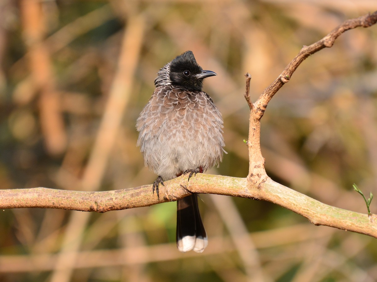 Red-vented Bulbul - ML173155211