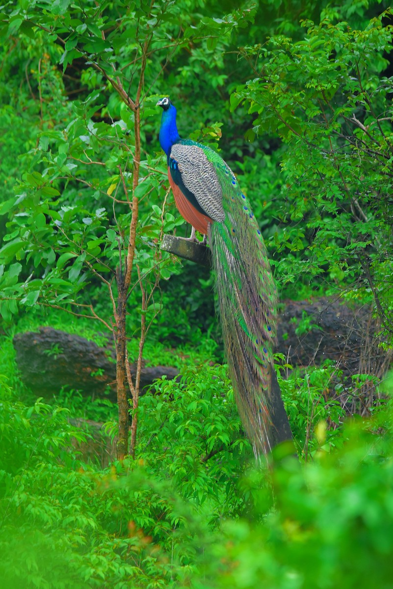 Indian Peafowl - Madhav  Pai