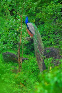 Indian Peafowl, ML173157201