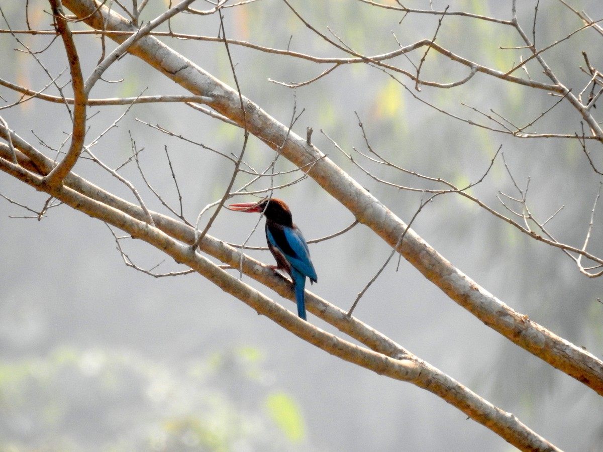 White-throated Kingfisher - Peter Hines