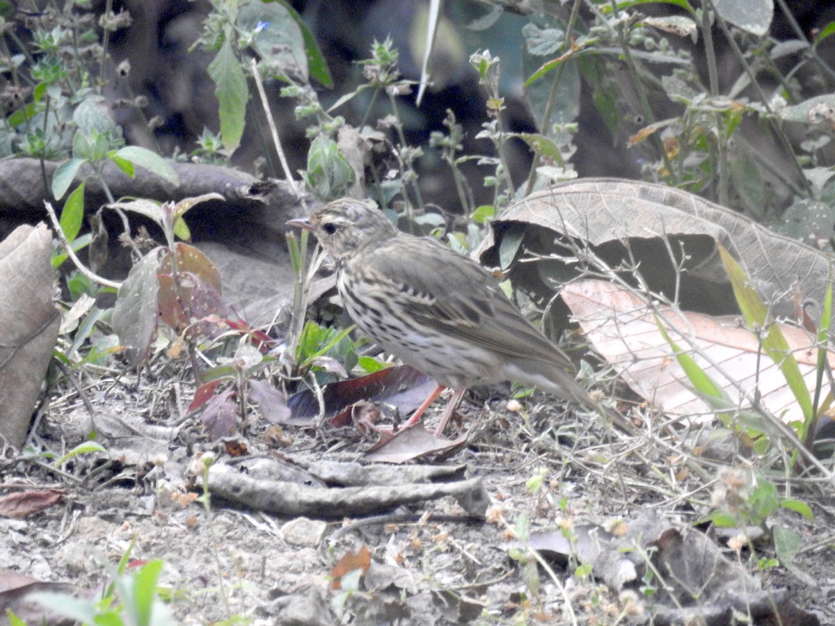 Olive-backed Pipit - ML173158551