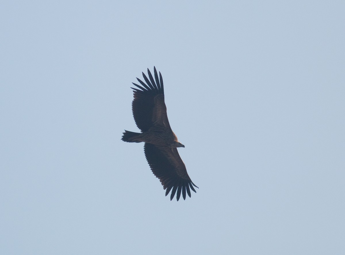 Indian Vulture - ML173164181