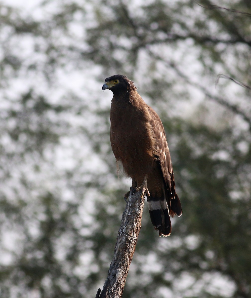 Crested Serpent-Eagle - ML173164341