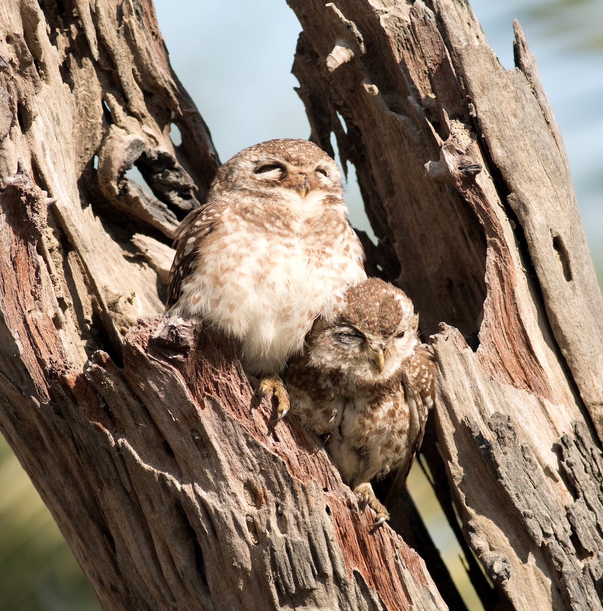 Spotted Owlet - ML173165061