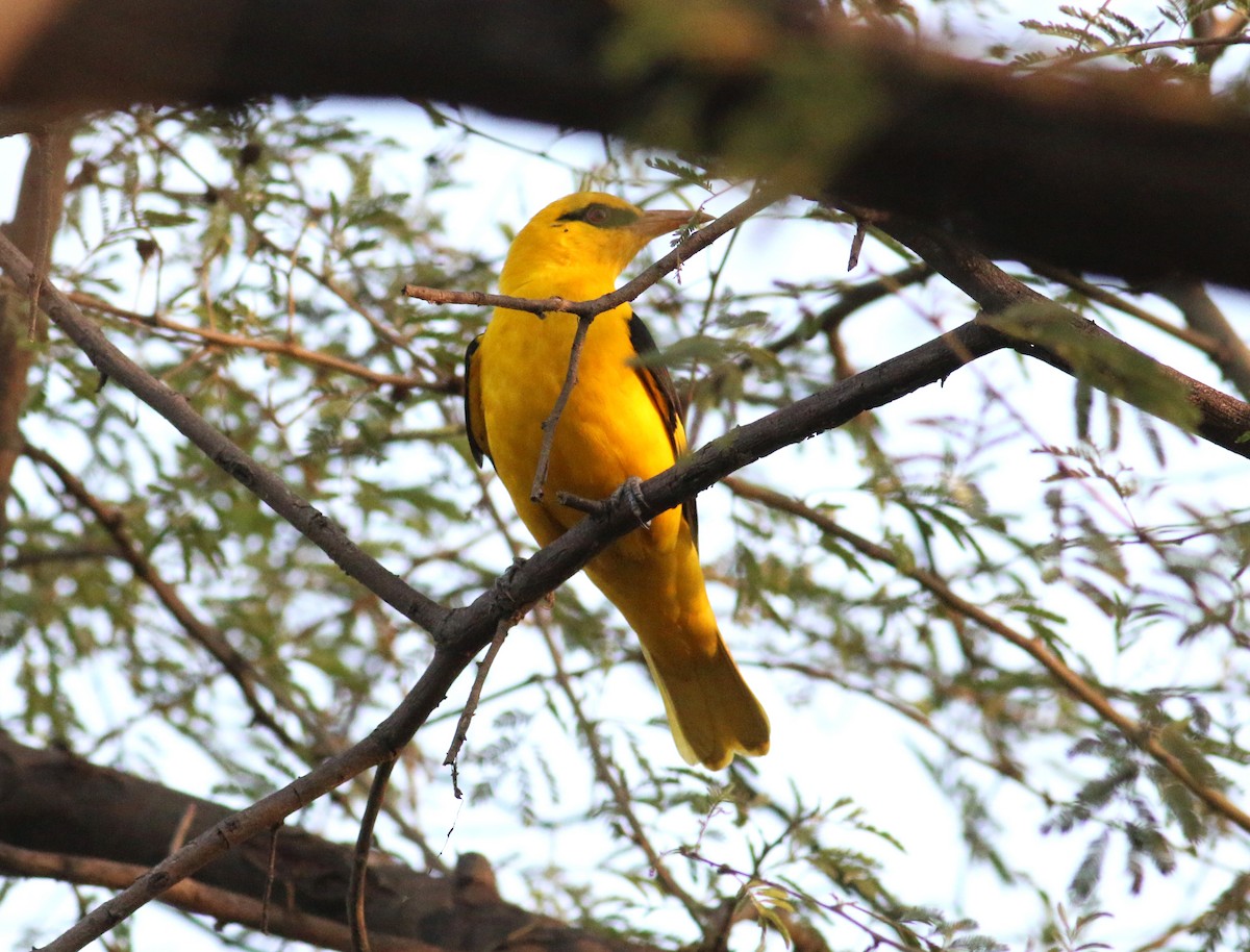 Indian Golden Oriole - ML173165151