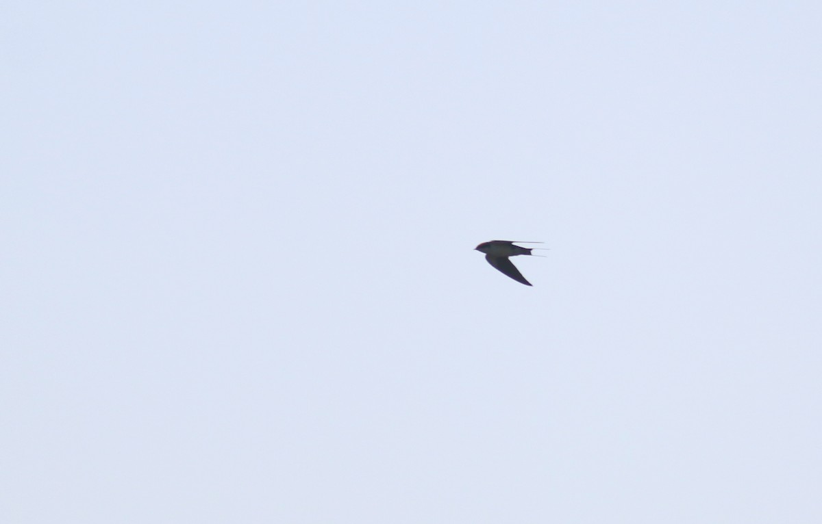 Wire-tailed Swallow - ML173165541