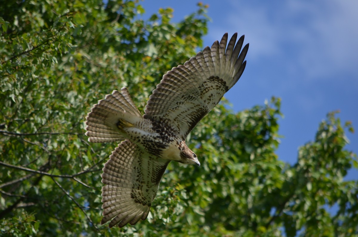 Red-tailed Hawk - ML173167961