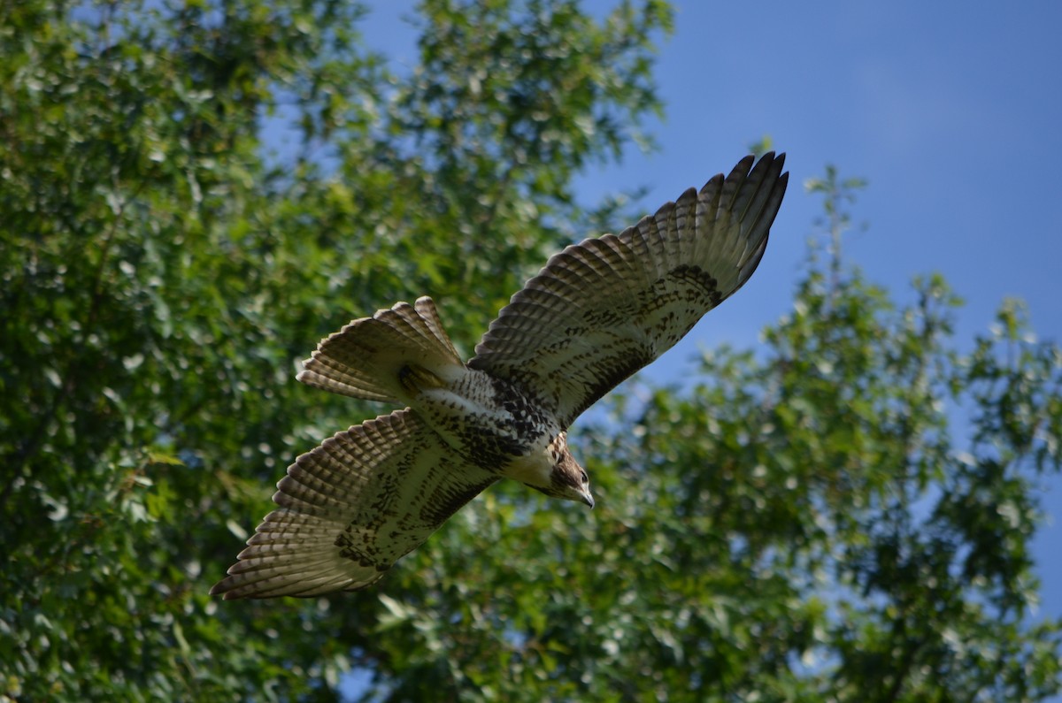Red-tailed Hawk - ML173167971