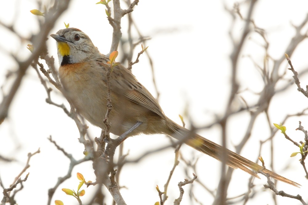 Chotoy Spinetail - ML173168491