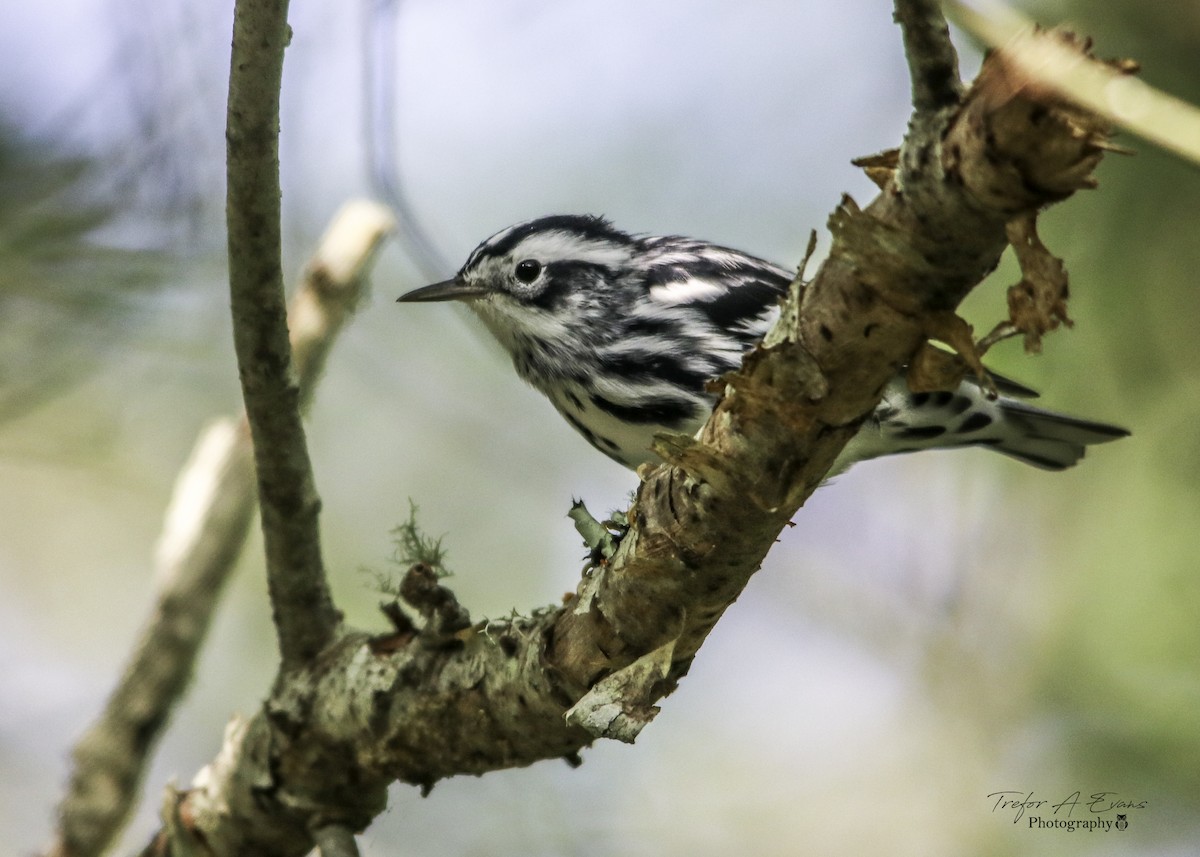 Black-and-white Warbler - ML173171201