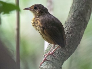  - Amazonian Antpitta