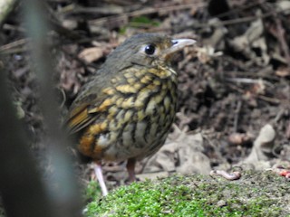  - Amazonian Antpitta