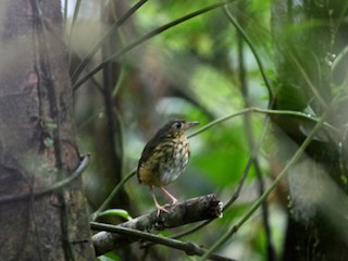  - Amazonian Antpitta