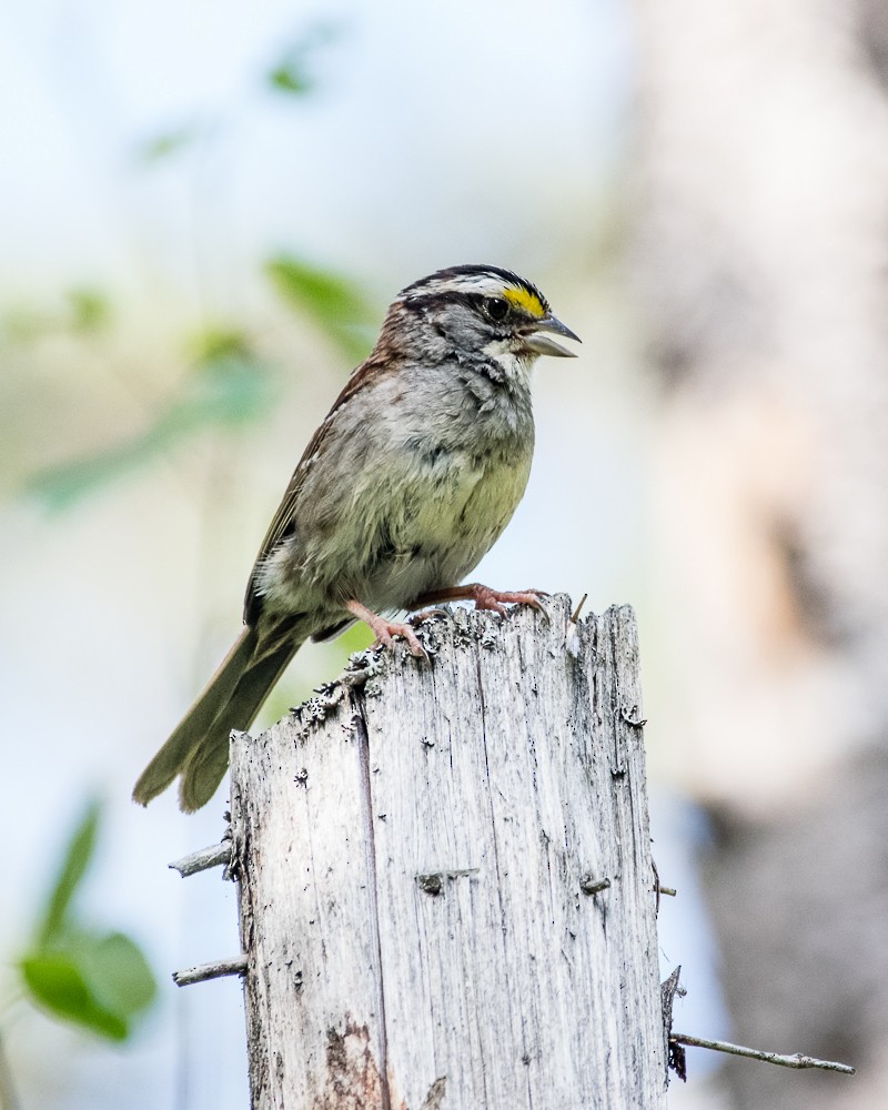 White-throated Sparrow - ML173172211