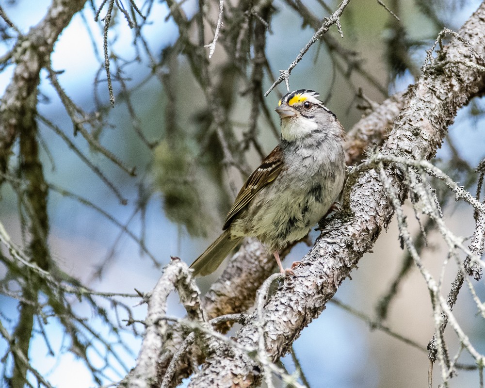 White-throated Sparrow - ML173172221