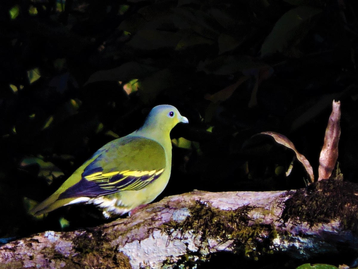 Gray-fronted Green-Pigeon - Mahathi Narayanaswamy