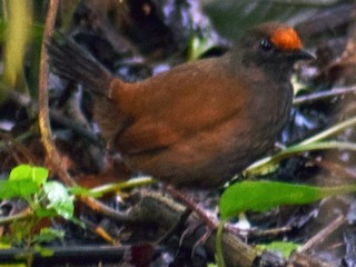  - Rufous-fronted Antthrush