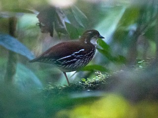  - Striated Antthrush