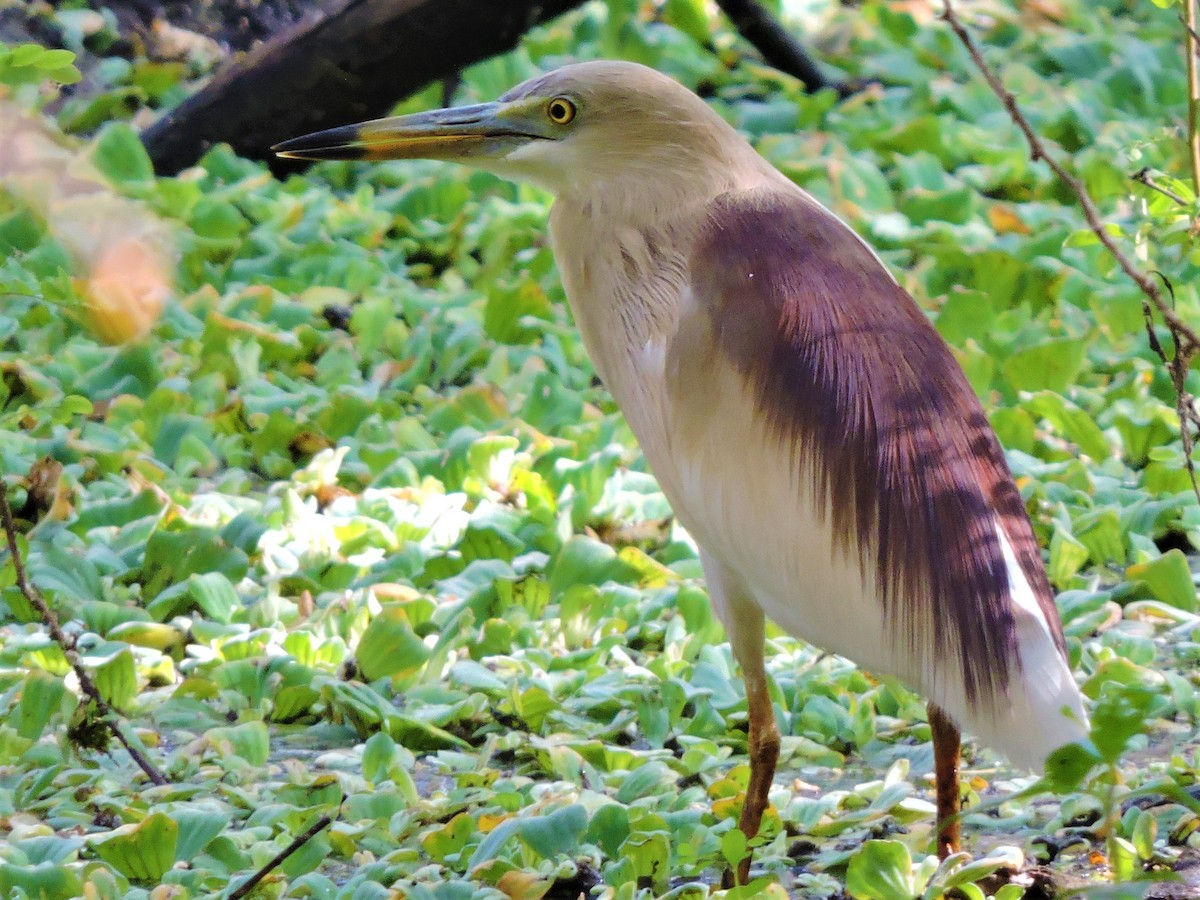 Indian Pond-Heron - Mahathi Narayanaswamy