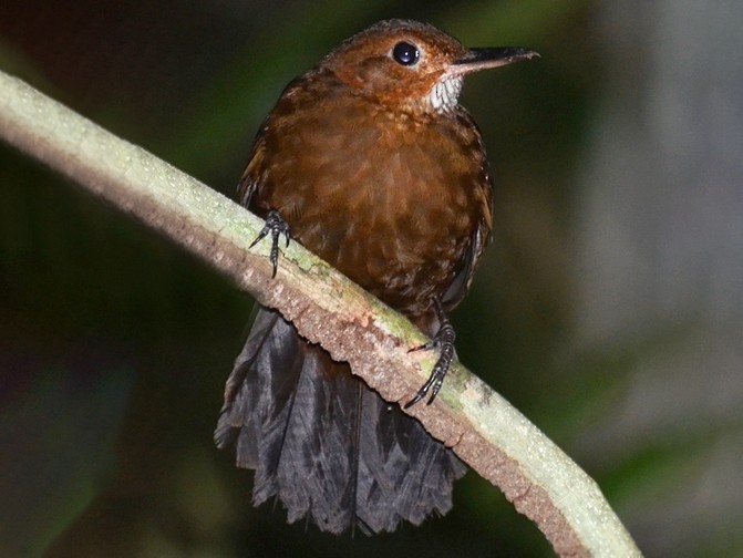 Black-tailed Leaftosser - Bruno Rennó