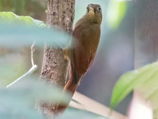  - White-chinned Woodcreeper