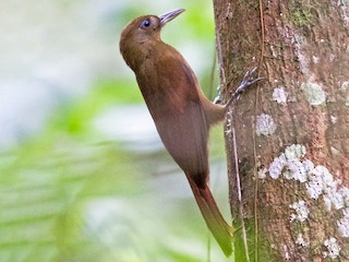  - White-chinned Woodcreeper