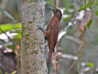  - White-chinned Woodcreeper