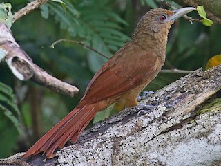  - Cinnamon-throated Woodcreeper