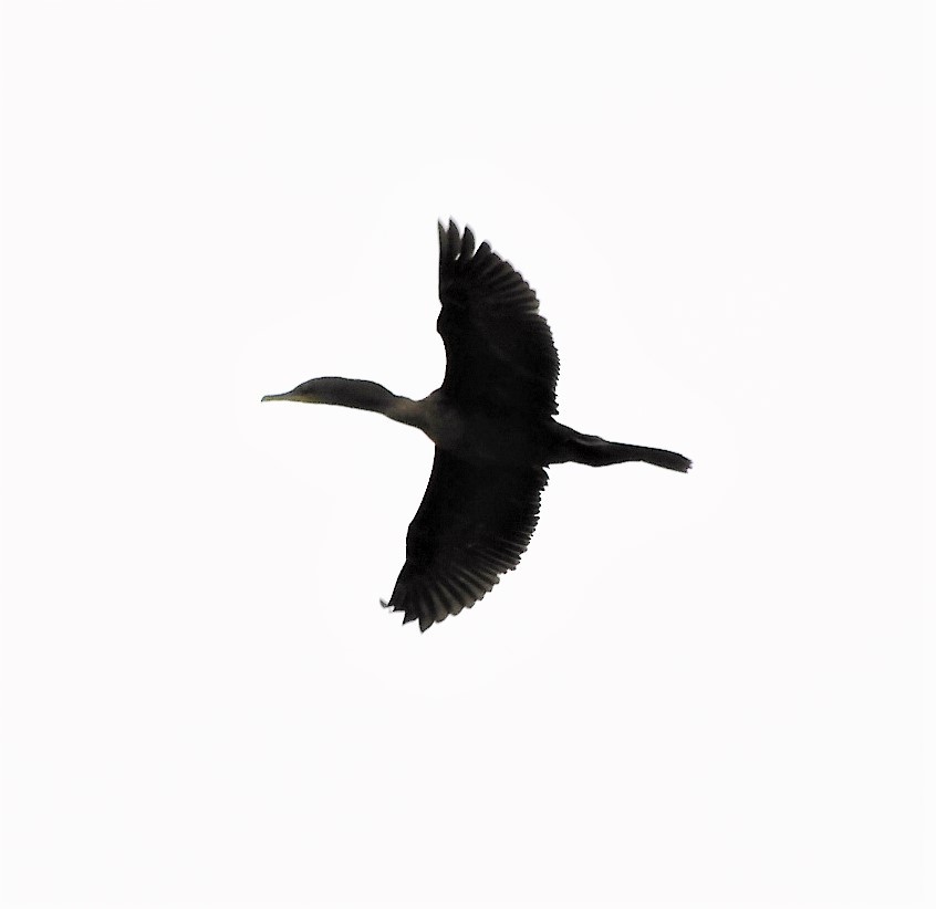 Neotropic Cormorant - Paul McKenzie