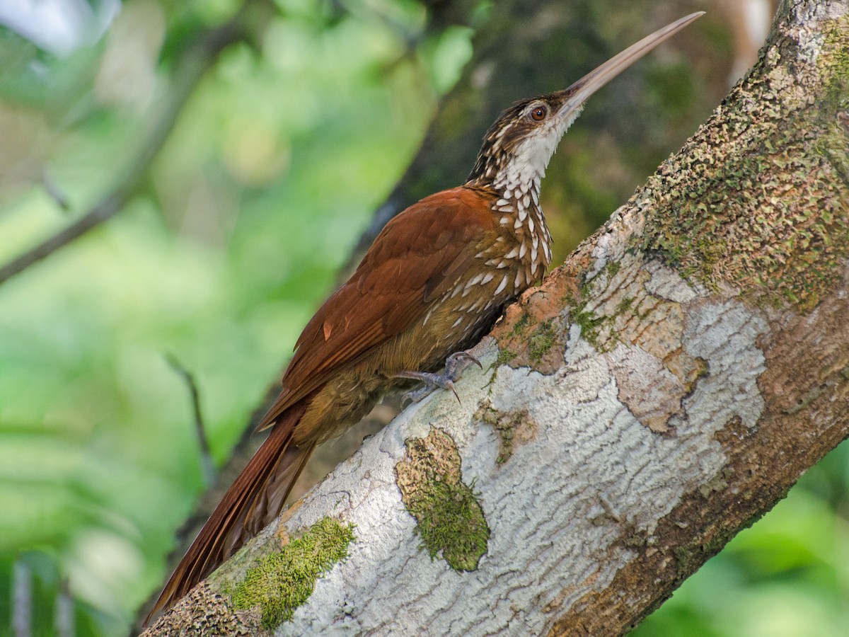 Long-billed Woodcreeper - Nasica longirostris - Birds of the World