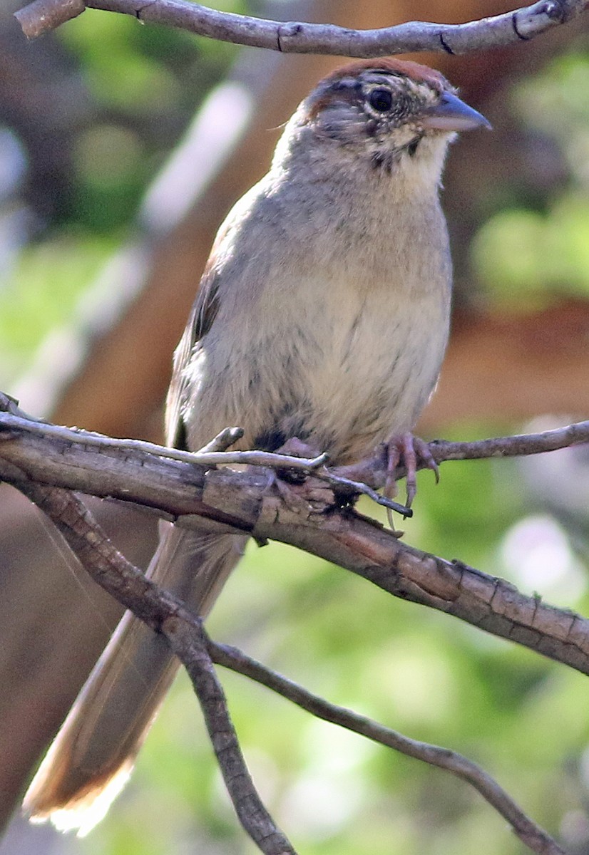 Rufous-crowned Sparrow - Gary Binderim