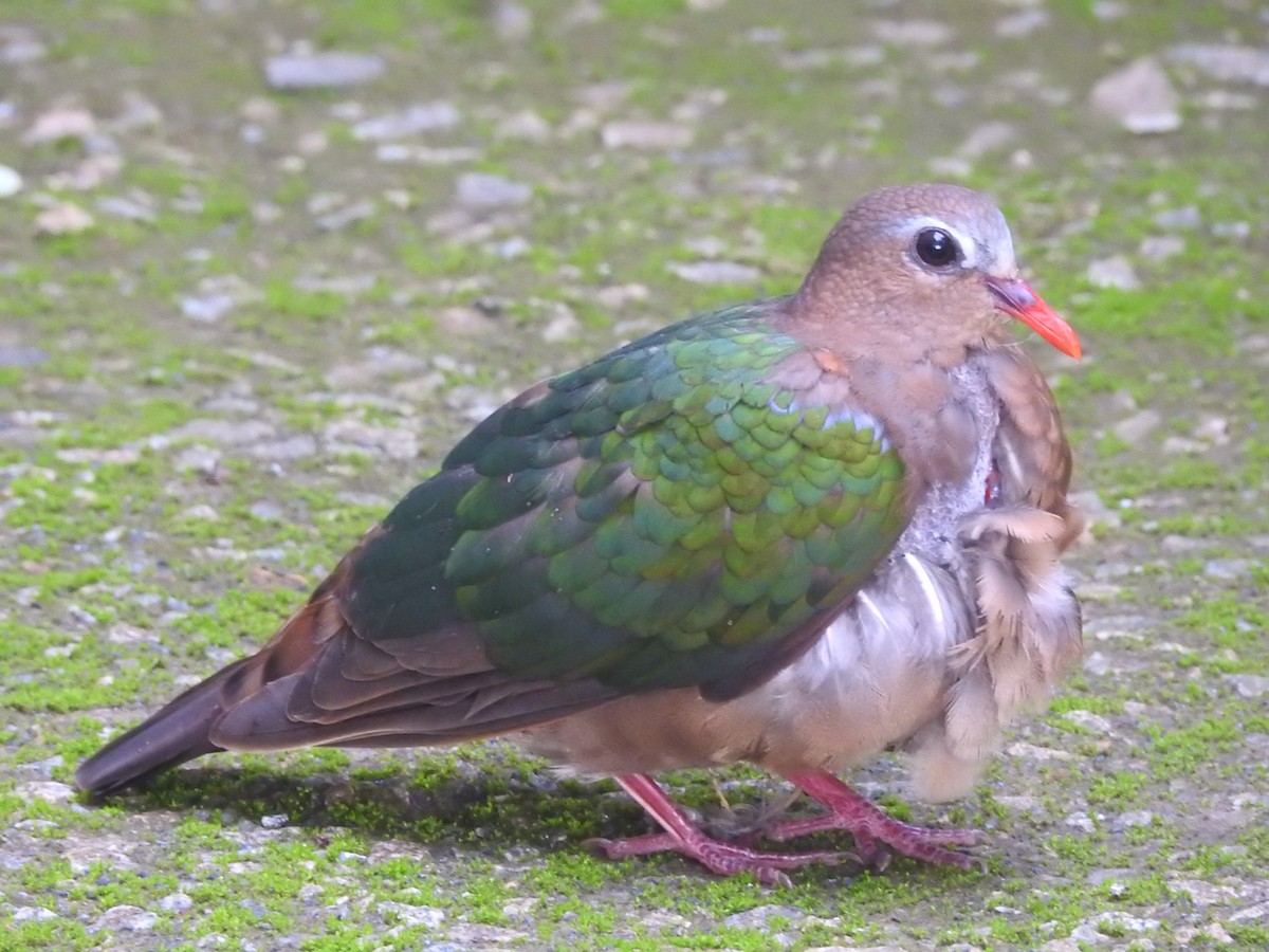 Asian Emerald Dove - Manoj Karingamadathil