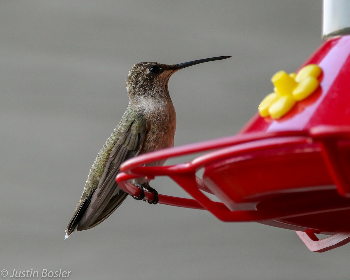 Black-chinned Hummingbird - Justin Bosler