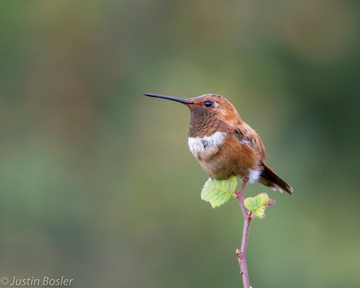 Rufous Hummingbird - Justin Bosler