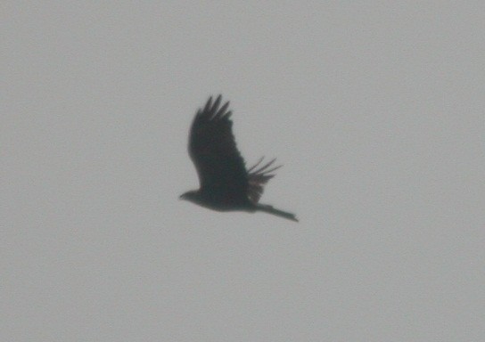Black Kite (Black) - Dermot Breen