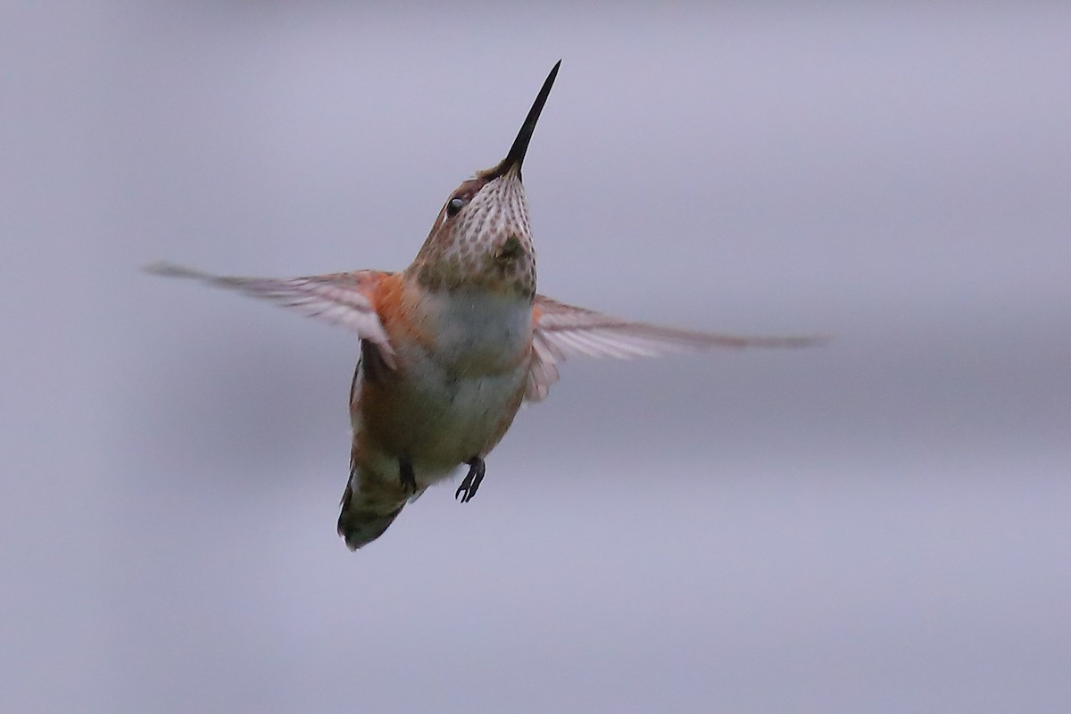 Rufous Hummingbird - J Smith