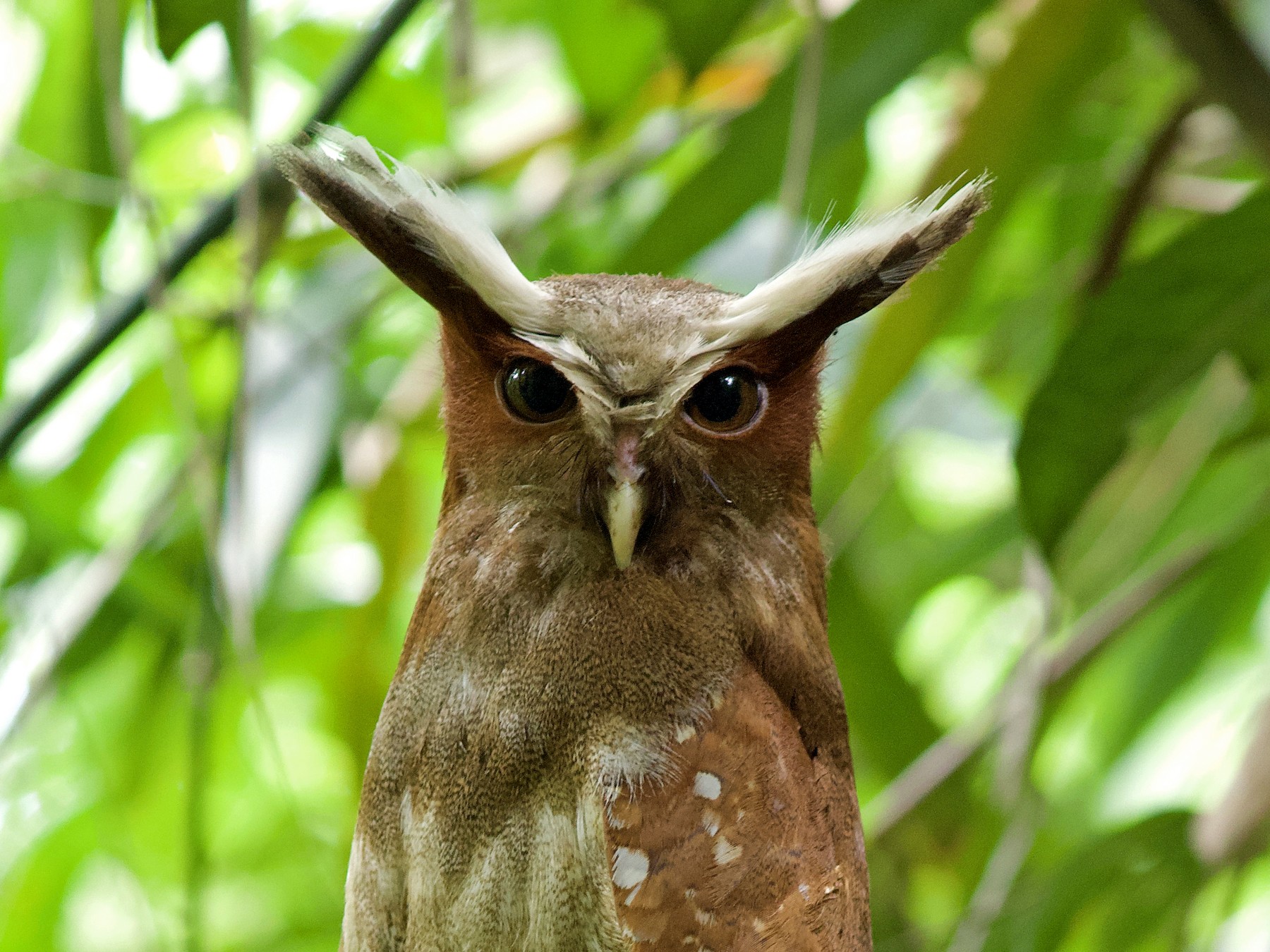 Crested Owl