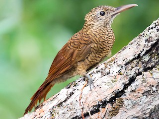  - Amazonian Barred-Woodcreeper