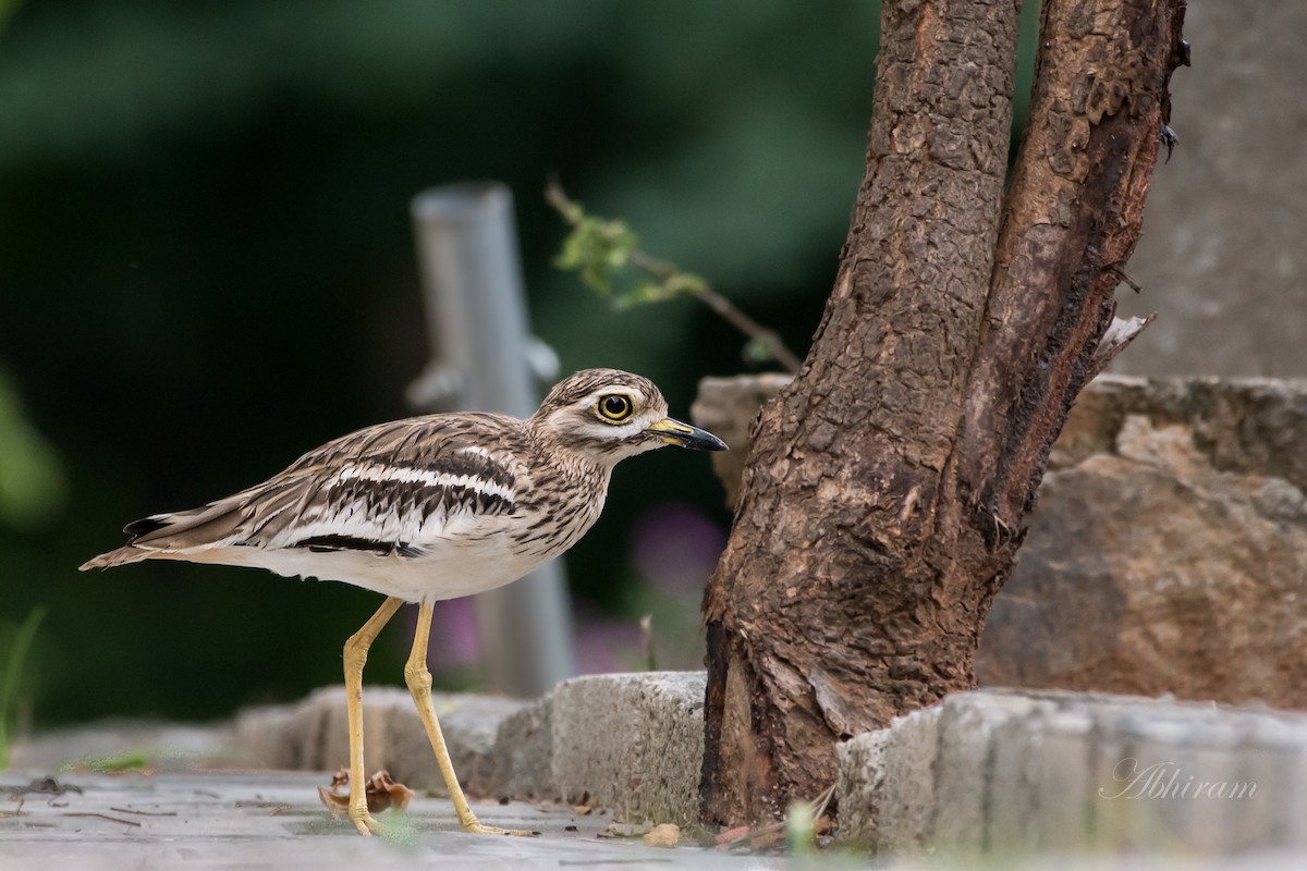 Indian Thick-knee - ML173198311
