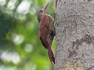  - Bar-bellied Woodcreeper