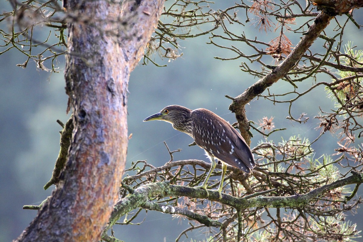 Black-crowned Night Heron - Vickie Baily
