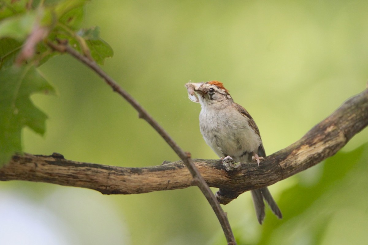 Chipping Sparrow - ML173199601
