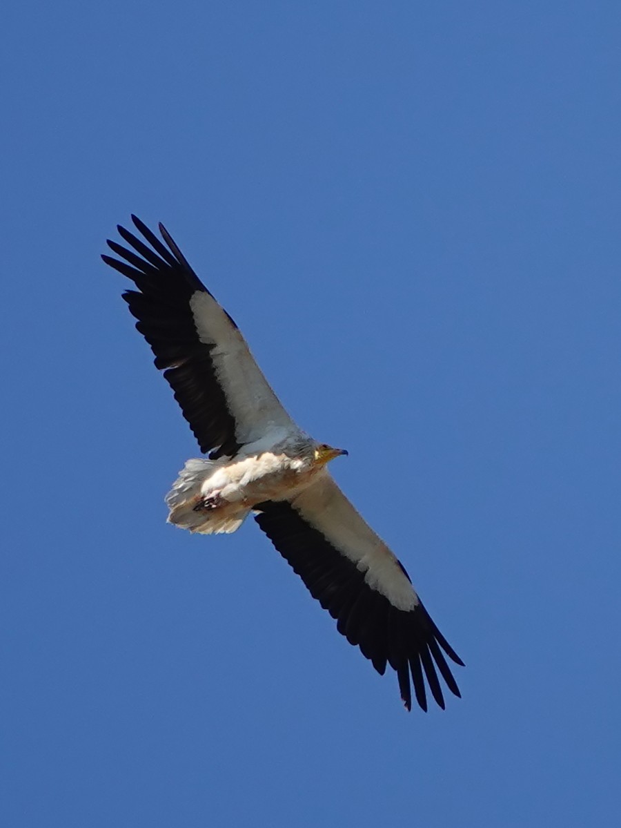Egyptian Vulture - Cédric Mroczko