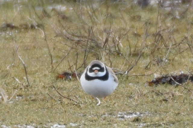 Common Ringed Plover - ML173204781