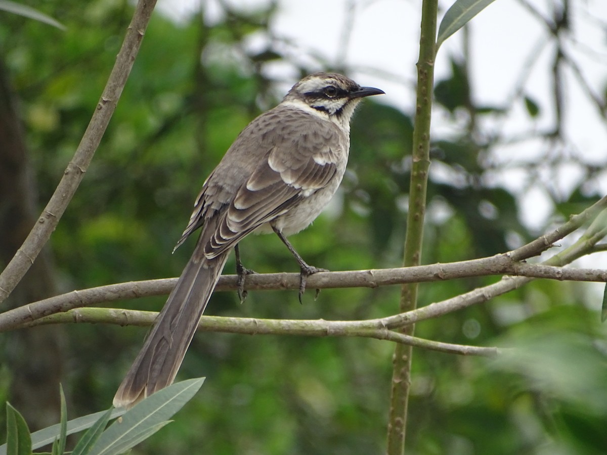 Long-tailed Mockingbird - ML173207901