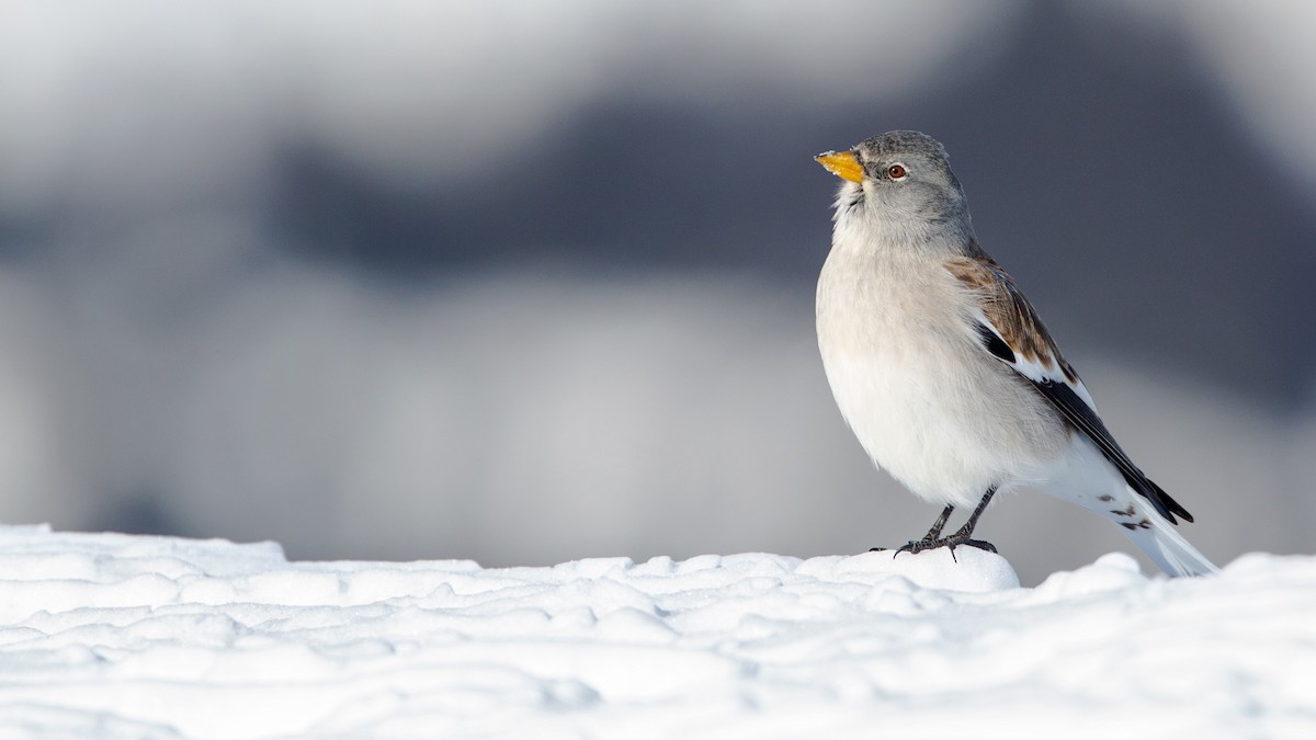 White-winged Snowfinch - Andy Butler
